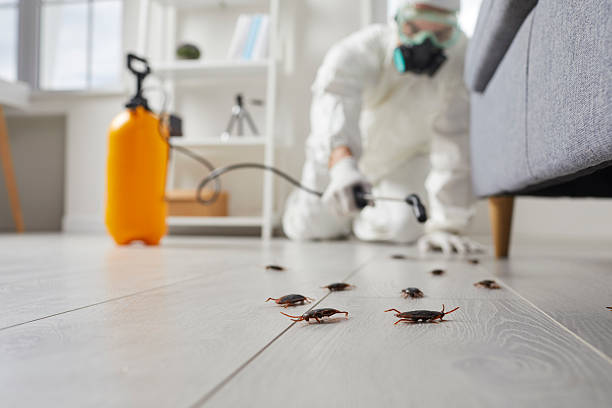 Affordable Termite Control solutions in St. Elmo, IL